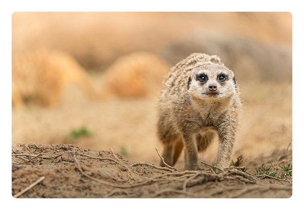 Tamron 50-400mm F/4.5-6.3 Di III VC VXD Lens Sony E Mount